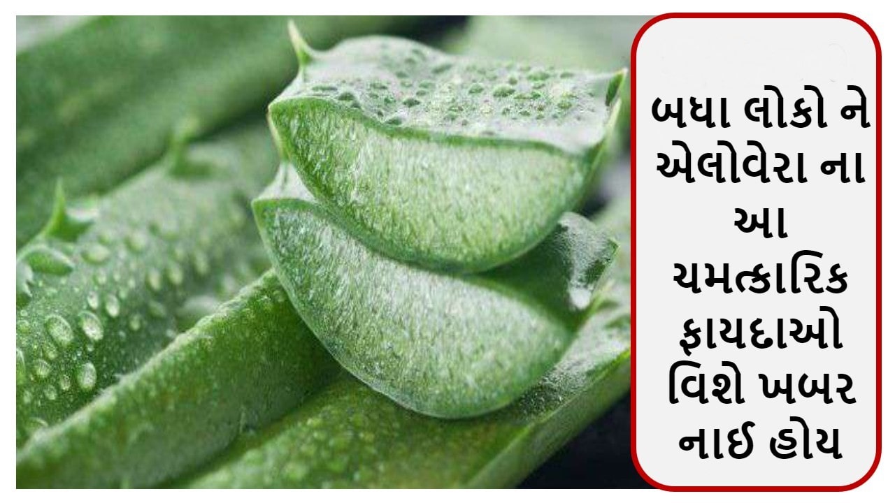 બધા લોકો ને એલોવેરા ના આ ચમત્કારિક ફાયદાઓ વિશે ખબર નઈ હોય